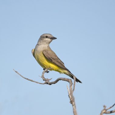 Western Kingbird - North Dakota