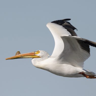 American White Pelican - North Dakota