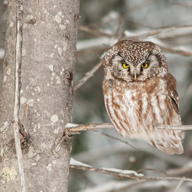 Boreal Owl - Minnesota