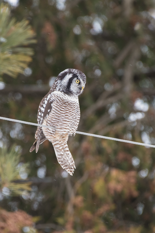 Northern Hawk Owl - Minnesota