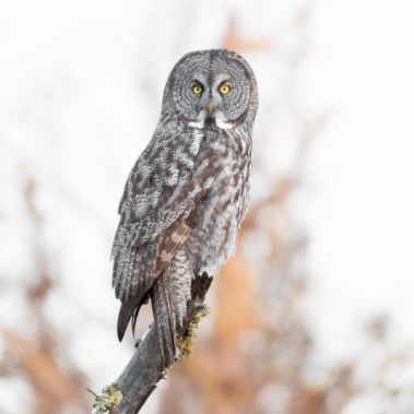 Great Gray Owl - Minnesota