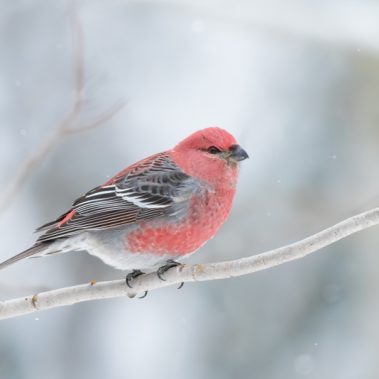 Pine Grosbeak - Minnesota