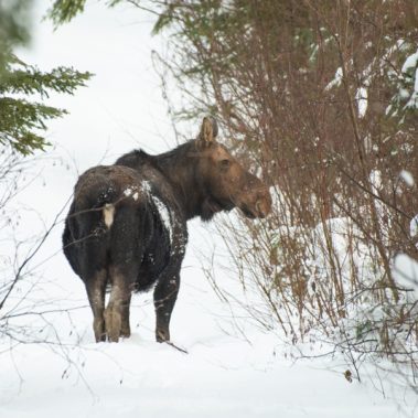 Moose - Minnesota