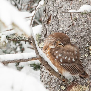 Northern Saw-whet Owl - Minnesota