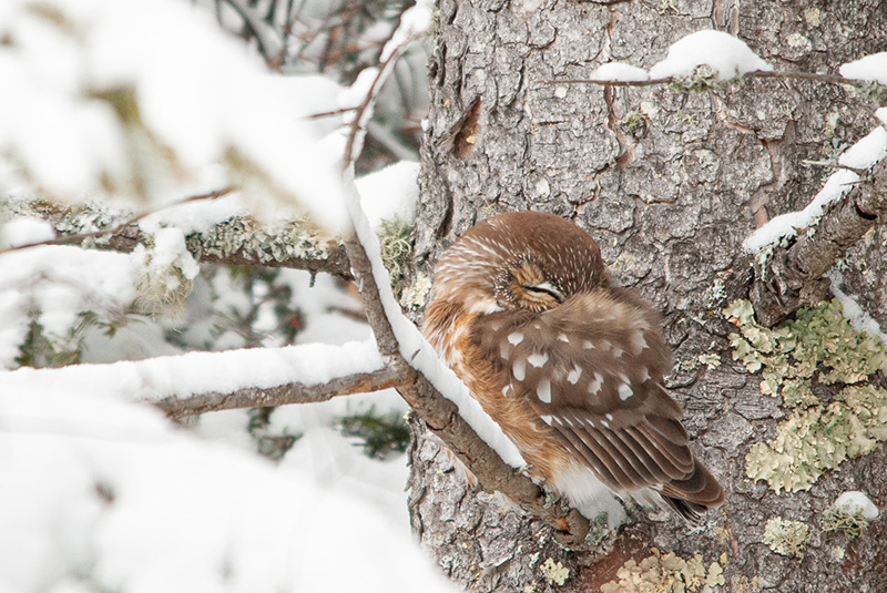 Northern Saw-whet Owl - Minnesota