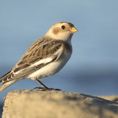 Snow Bunting - Minnesota