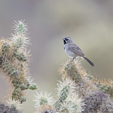 Black-throated Sparrow - Arizona