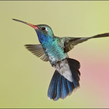 Broad-billed Hummingbird - Arizona