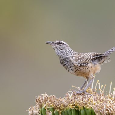 Cactus Wren - Arizona