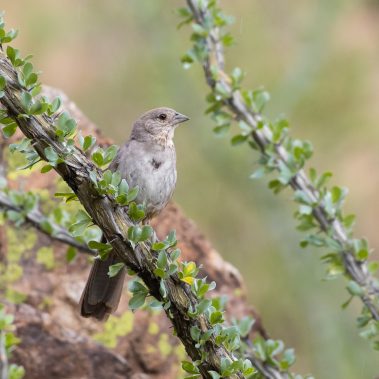 Canyon Towhee - Arizona