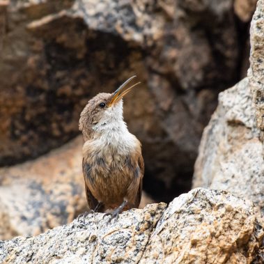 Canyon Wren - Arizona