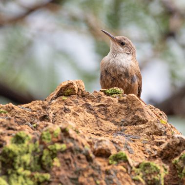 Canyon Wren - Arizona