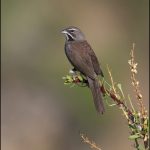 Five-stripped Sparrow - Arizona