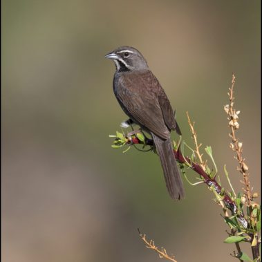 Five-striped Sparrow - Arizona