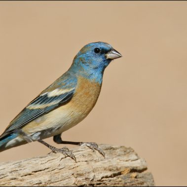 Lazuli Bunting - Arizona