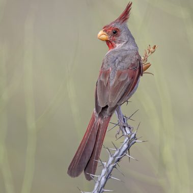 Pyrrhuloxia - Arizona