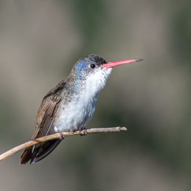 Violet-crowned Hummingbird - Arizona