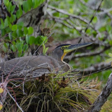 Bare-throated Tiger-Heron - Tyler Ficker
