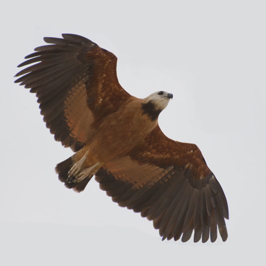Black-collared Hawk - Tyler Ficker