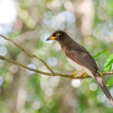 Brown Jay - Tyler Ficker