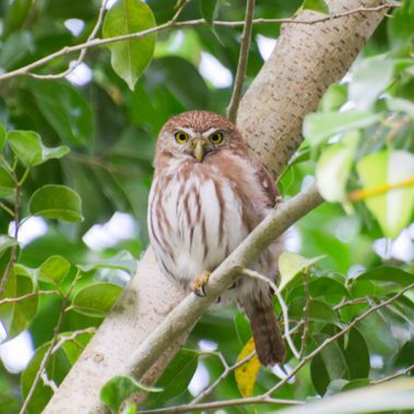 Ferruginous Pygmy-Owl - Tyler Ficker