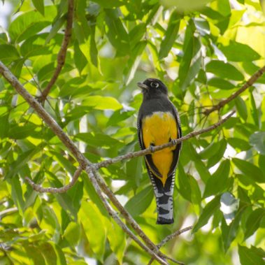Gartered Trogon - Tyler Ficker