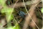 Gray-throated Chat - Rob Ripma