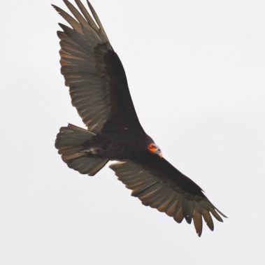 Lesser Yellow-headed Vulture - Tyler Ficker