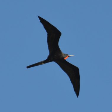 Magnificent Frigatebird - Tyler Ficker
