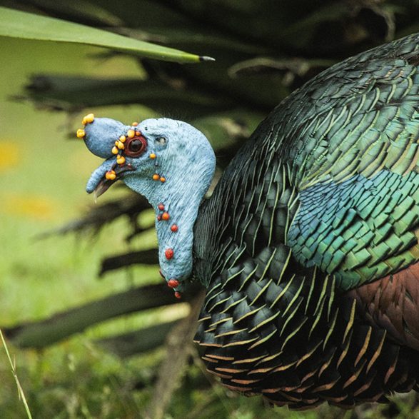 Ocellated Turkey - Rob Ripma