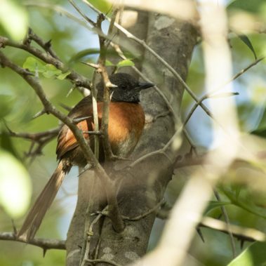Rufous-breasted Spinetail - Rob Ripma