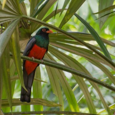 Slaty-tailed Trogon - Tyler Ficker