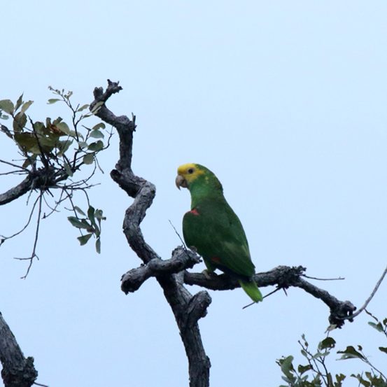 Yellow-headed Parrot - Rob Ripma