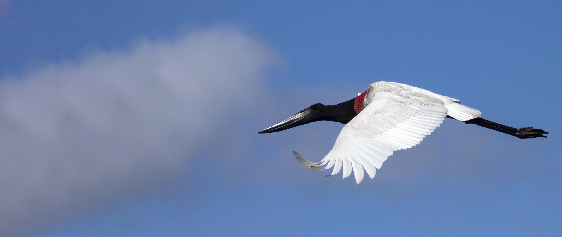 Jabiru