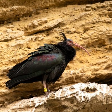 Northern Bald Ibis perched on a rocky cliff in southern Spain, a highlight species of the Iberian birding tour.