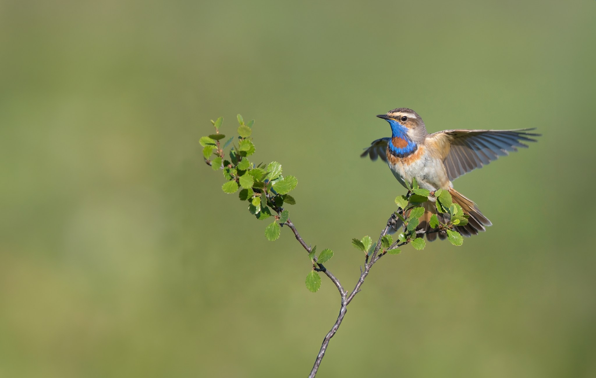 Bluethroat