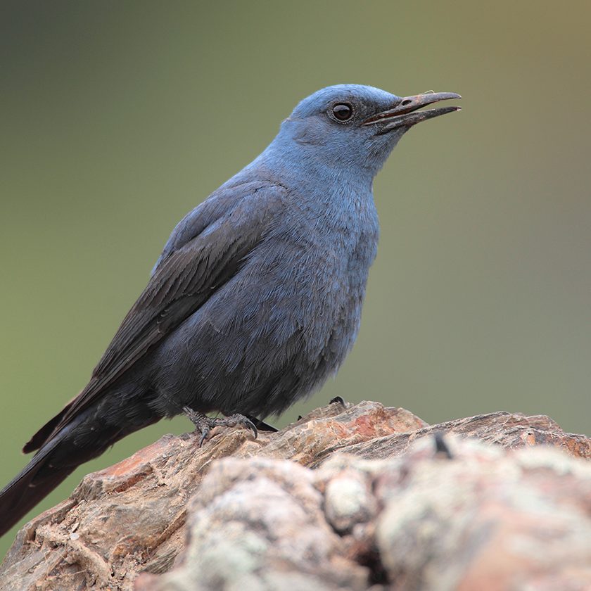 Blue Rock-Thrush