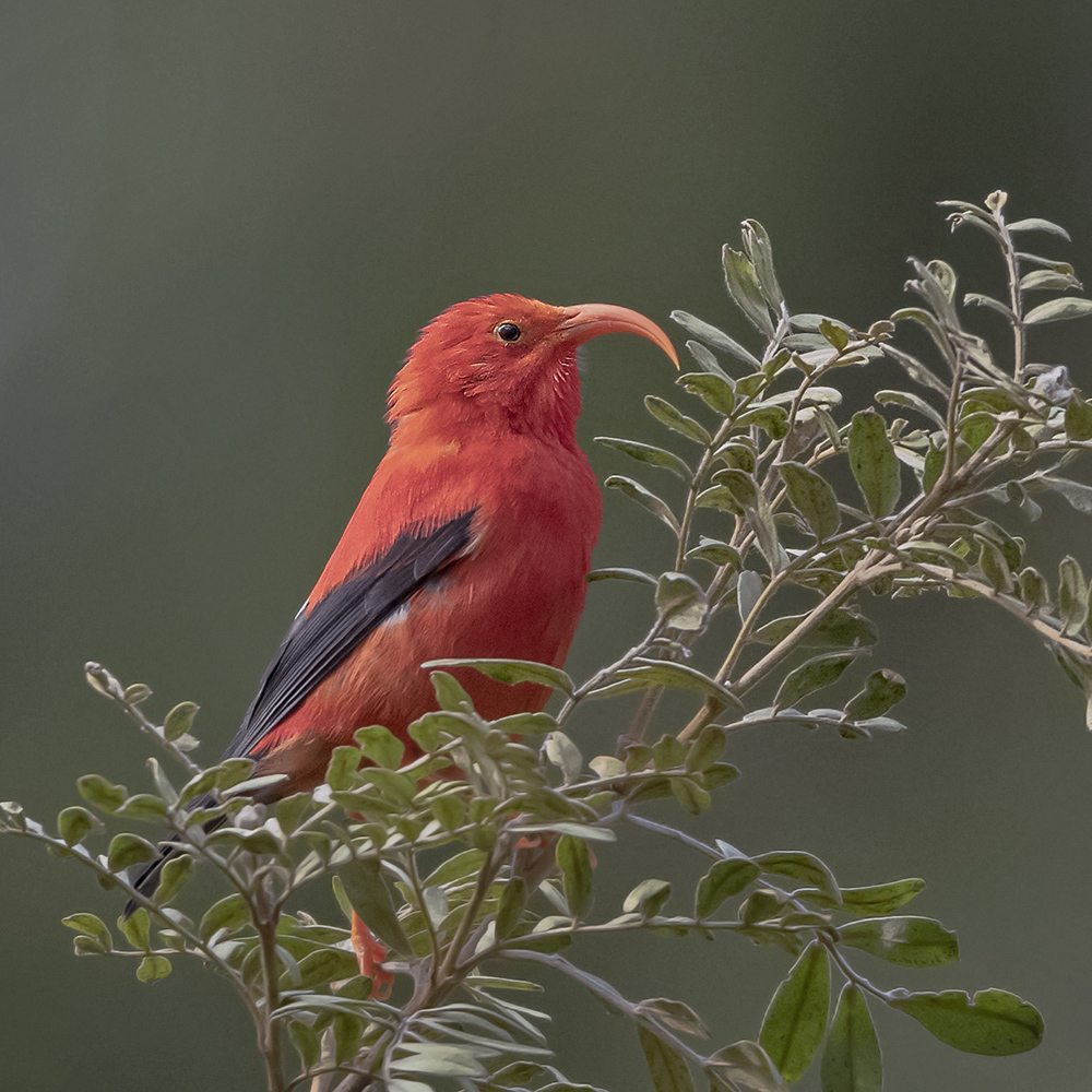 Hawaii: Island Hopping for Endemics - Sabrewing Nature Tours