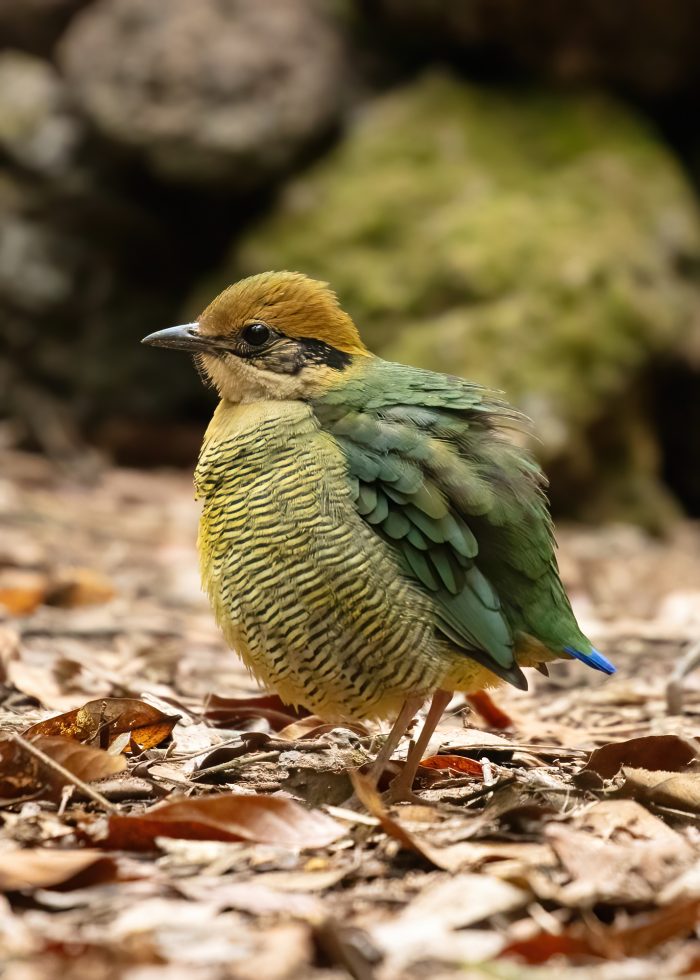 Bar-bellied Pitta – Female – Rob Ripma
