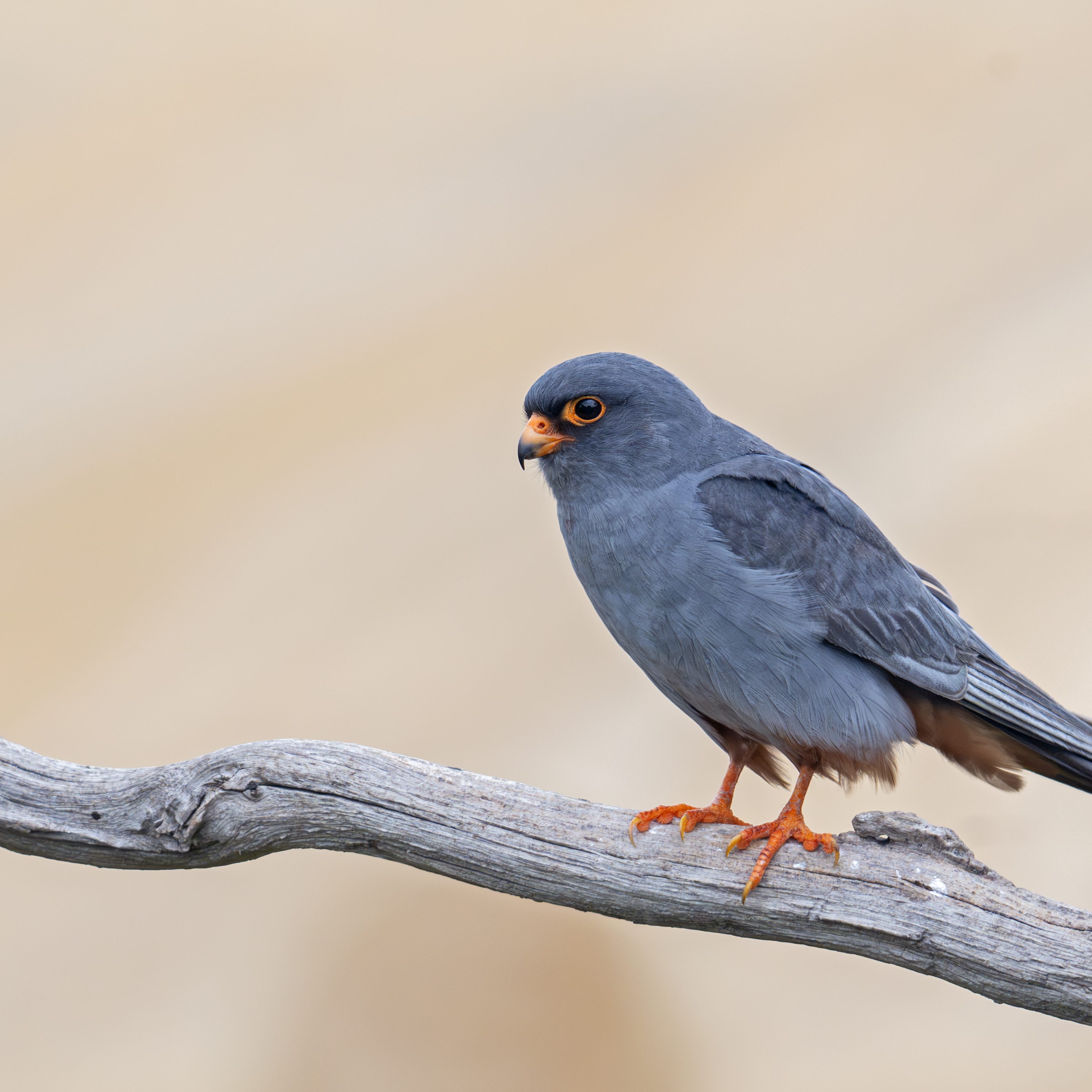 Red-footed Falcon - Jamie Cunningham