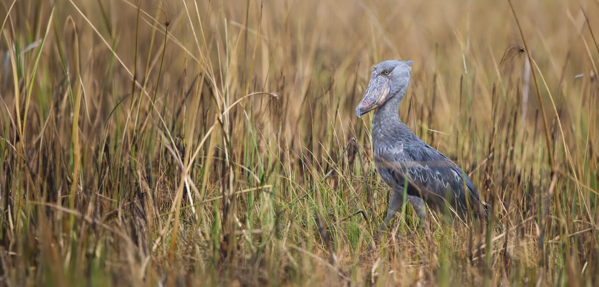 Shoebill in Uganda